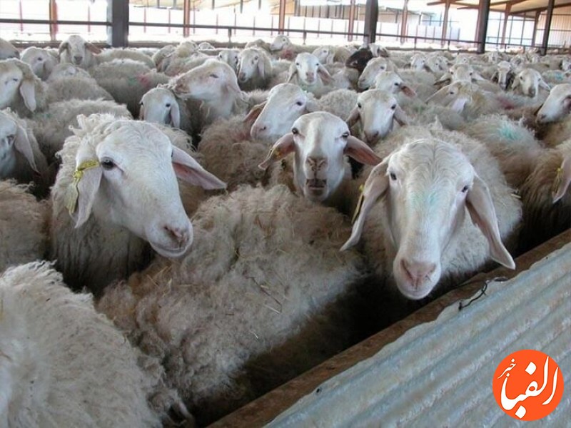 گوسفند-زنده-۱۶۰-درصد-گران-شد