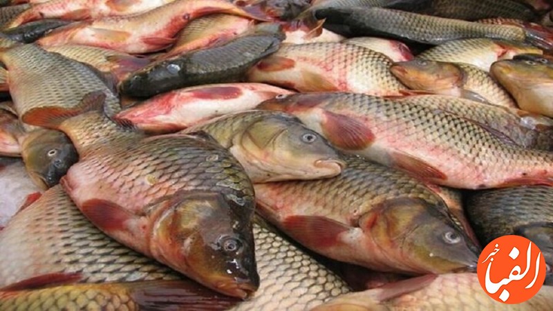 قیمت-روز-انواع-ماهی-در-بازار-امروز-۲۳آذر