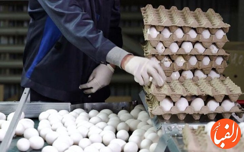 تولید-تخم-مرغ-در-کشور-به-یک-میلیون-و-۳۰۰-هزارتن-می-رسد