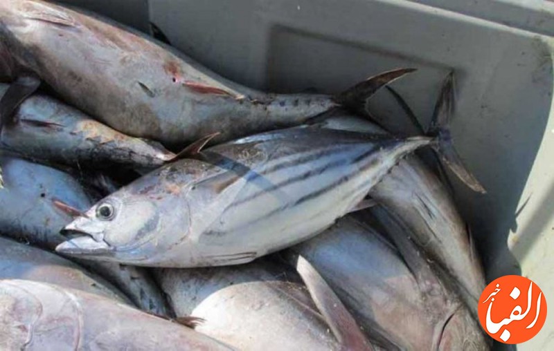 افزایش-صادرات-کنسرو-ماهی-تون-در-9-ماهه-نخست-سال-1402