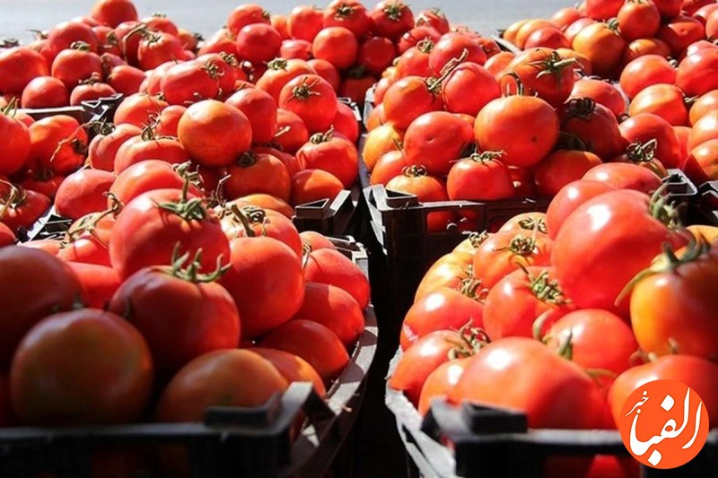 کاهش-عوارض-صادراتی-گوجه-فرنگی
