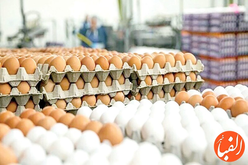 تغییر-قیمت-تخم-مرغ-در-بازار-تخم-مرغ-دانه-ای-۱۲-هزار-و-۳۵۰-تومان