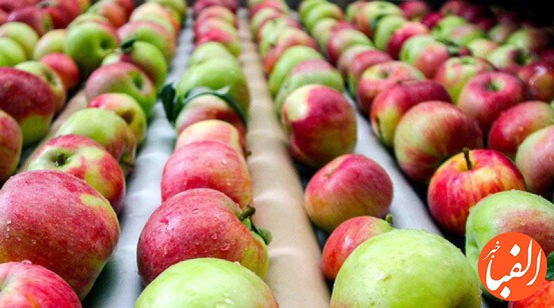 ضوابط-جدید-برای-صادرات-سیب-درختی-اعلام-شد