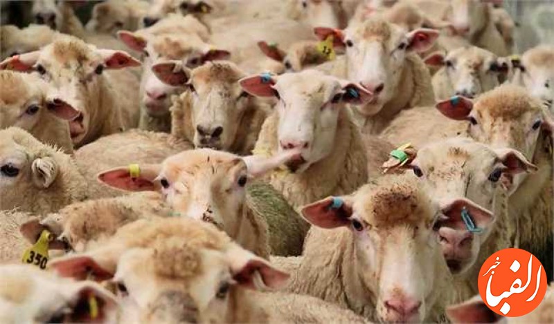 قیمت-گوشت-گوسفندی-کاهشی-می-شود-پیشنهاد-عرضه-گوشت-گرم-در-کالا-برگ