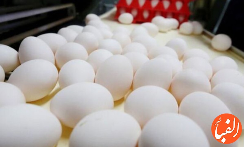 ایران-جزء-۱۰-کشور-اول-تولیدکننده-تخم-مرغ-در-دنیا