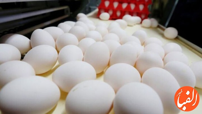 افزایش-۱۲۰-درصدی-صادرات-تخم-مرغ