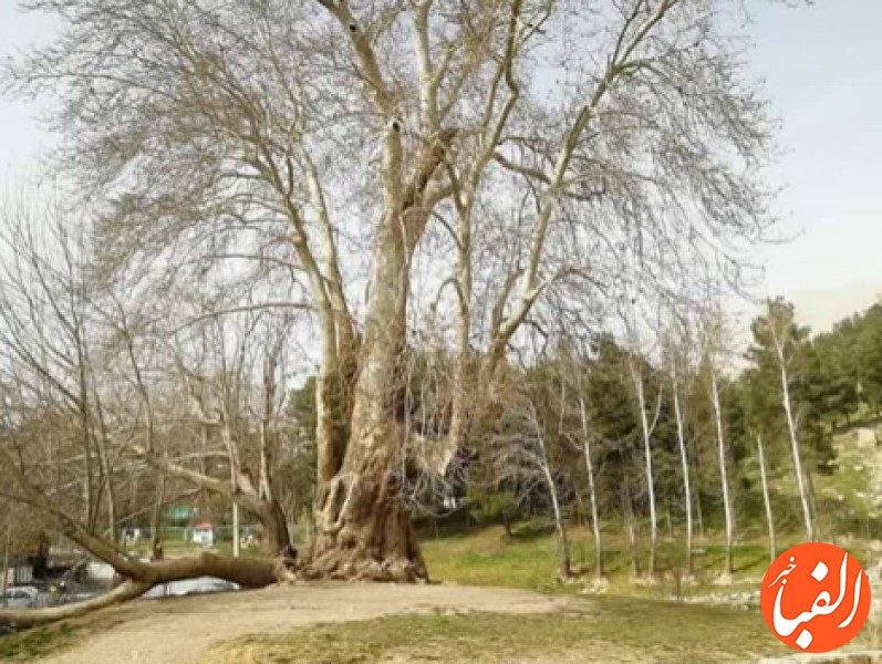 درخت-شیرین-و-فرهاد-602-ساله-شد