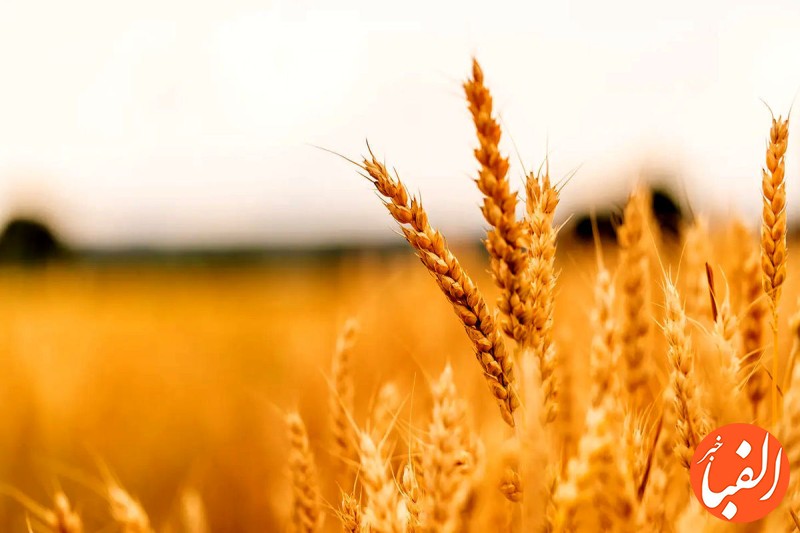 کاهشی-شدن-میزان-تولید-گندم-کشور