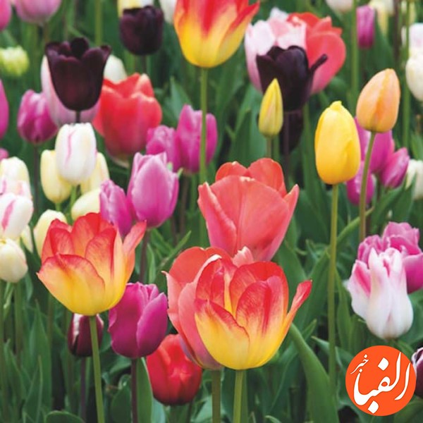 گل-دهی-و-جلوه-گری-هزاران-گل-لاله-در-بوستان-ملت