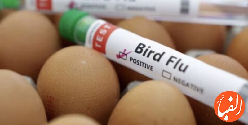 ادعای-برخی-متخصصان-درباره-خطر-آنفلوآنزای-پرندگان