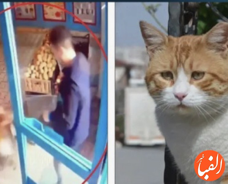 لگد-زدن-به-گربه-در-ترکیه-باعث-اخراج-یک-کارمند-سوپرمارکت-شد