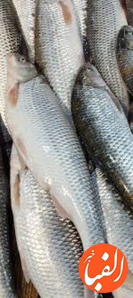 آخرین-قیمت-ماهی-در-بازار-قیمت-قزل-آلا-در-آستانه-کیلویی-۳۰۰-هزار-تومان