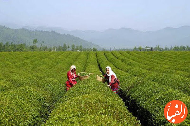 افزایش-۳۰درصدی-قیمت-خرید-برگ-سبز-چای