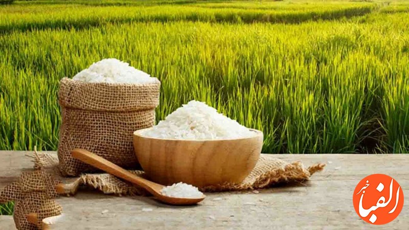 اعلام-برنامه-دولت-برای-تخصیص-ارز-برنج