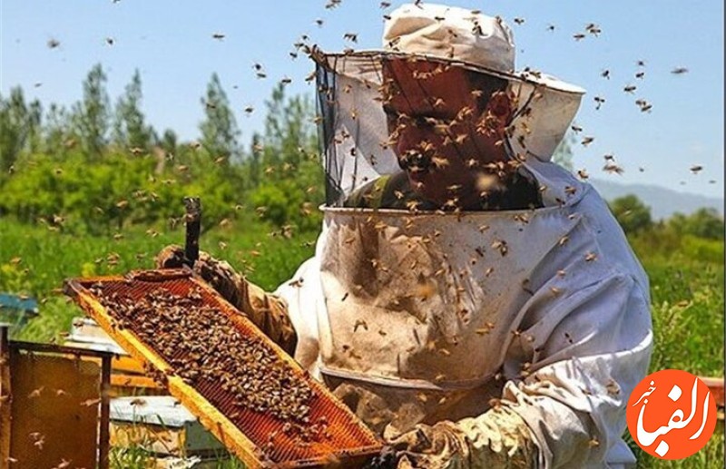 امضا-تفاهم-نامه-هویت-گذاری-کلنی-های-زنبور-عسل-در-کشور