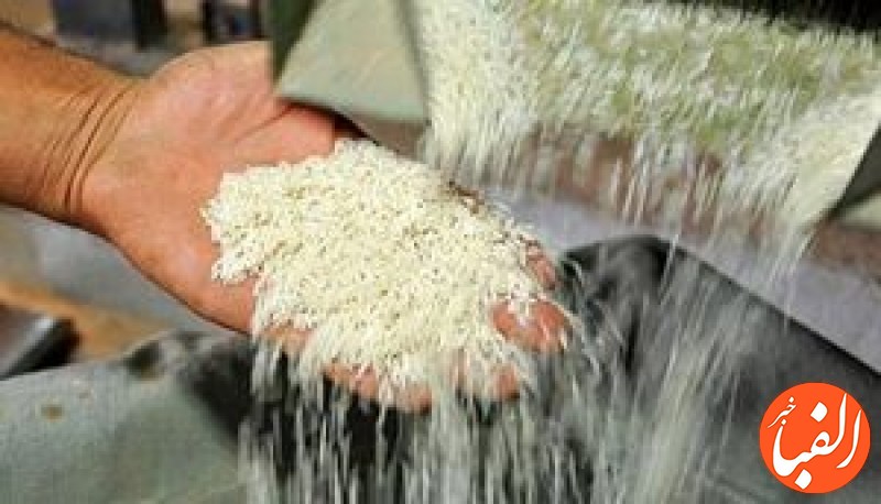 همچنان-نوسان-در-بازار-برنج-ادامه-دارد